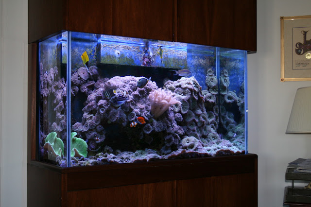 florida keys aquarium design