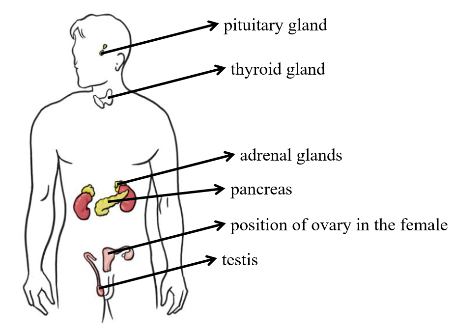 Fig 10.2 Answer