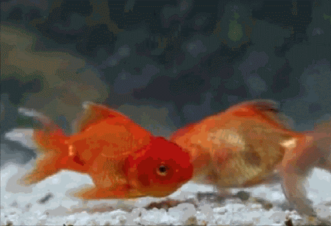 Goldfish Swimming Gif 