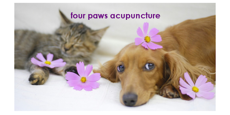Pet Acupuncture House Calls of Salem MA
