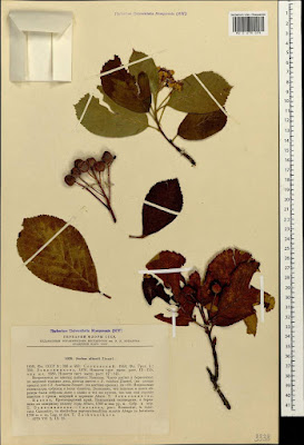 Рябина Альбова / Ария Альбова (Sorbus albovii, =Aria albovii)