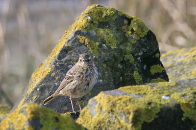 Oeverpieper - Strânpiper - Anthus petrosus