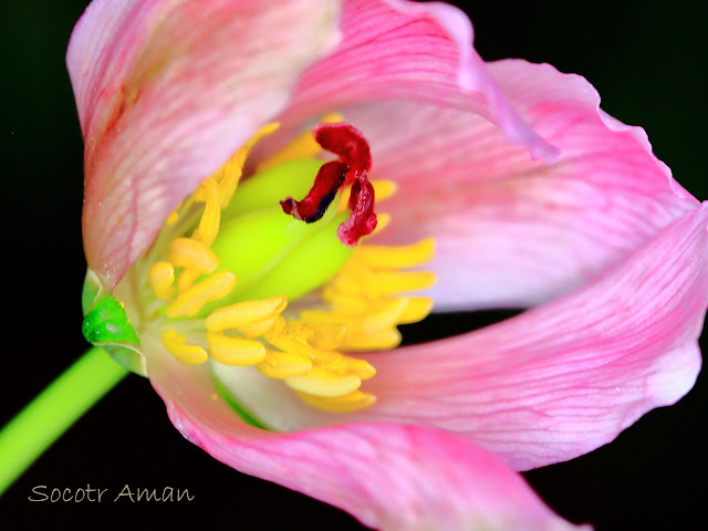 Paeonia obovata