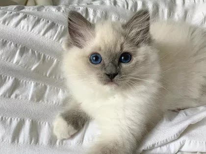 11 صورة وصفة وميزة لقطط راغدول Ragdoll