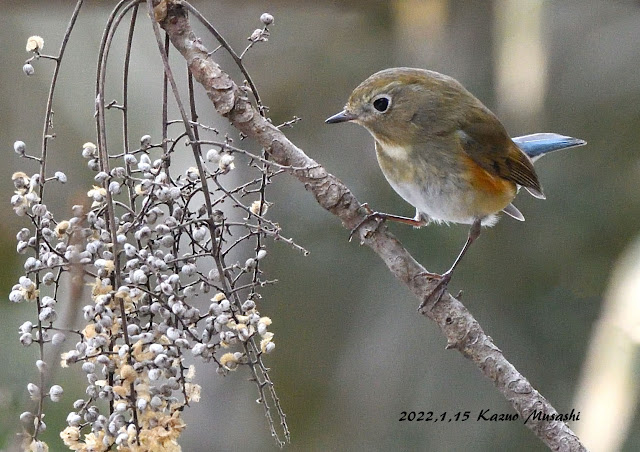 宮城の野鳥