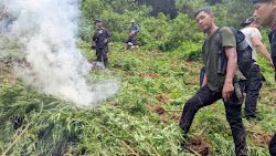 Personil Sat Brimob Polda Sumut Musnahkan 5 Hektar Ladang Ganja di Madina