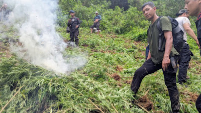 Personil Sat Brimob Polda Sumut Musnahkan 5 Hektar Ladang Ganja di Madina