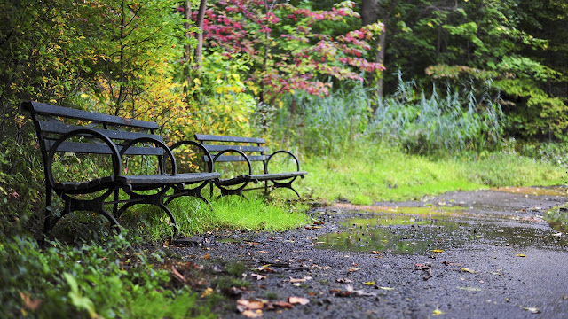 Wallpaper Park Benches, Garden, Forest