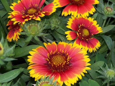 Bunga Blanket Flower (Gaillardia)