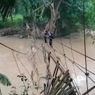 Nekat, Dua Kakak Beradik Lewati Jembatan Gantung Yang rusak parah di Kampung Tiuh Balak II