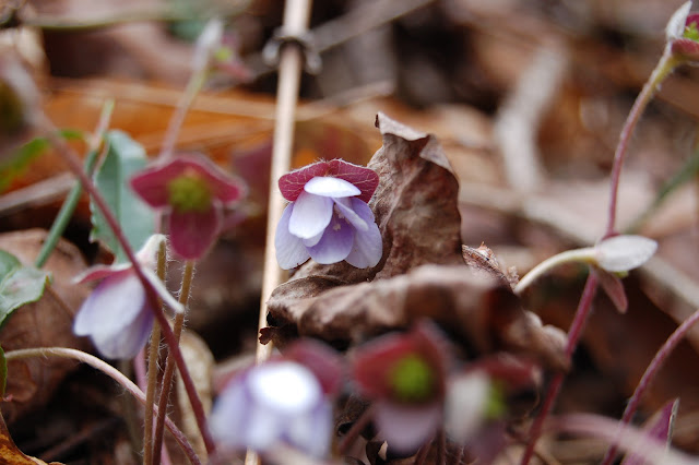 Round lobed Hepatica, Tennessee Forest, Spring Ephemeral