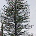 Το μεγαλύτερο φυσικό δέντρο   στην Ήπειρο στολίστηκε στην Πρέβεζα!Αύριο η φωταγώγηση!