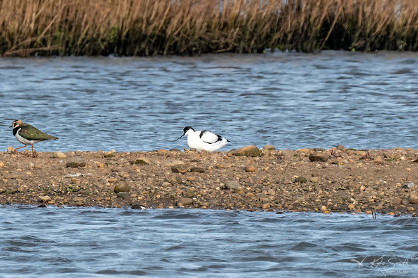 Avocet