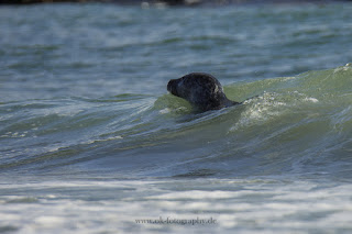 Wildlifefotografie Helgoland Düne Robben Kegelrobbe