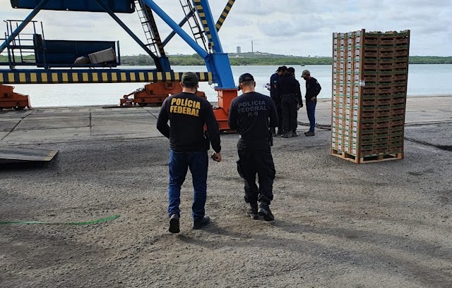  Polícia Federal apreendeu 265 kg de cocaína disfarçados de mangas no Porto de Natal (RN)