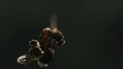 Queen's mating flight, Somaliland beekeeping
