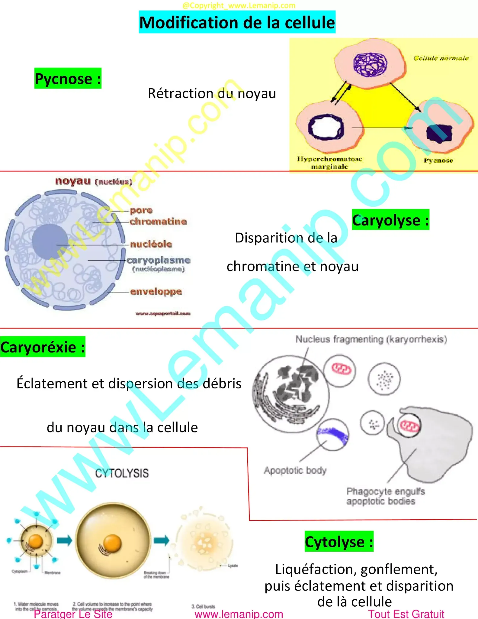 Modification de la cellule