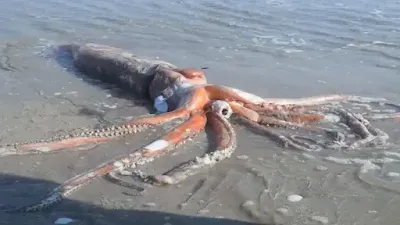 الحبار العملاق - (Giant squid)