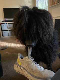 A Black, corded Standard Poodle holding a shoe