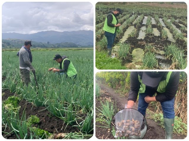 Vigilancia fitosanitaria en cultivos de cebolla larga para prevenir enfermedades de control oficial en Boyacá