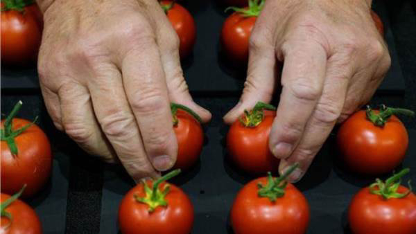 دراسة تحذر مرضى التهاب المفاصل من تناول الطماطم