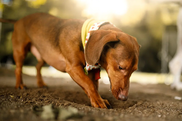 pourquoi-un-chien-cache-sa-nourriture