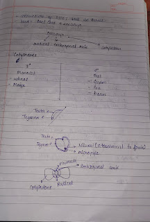 Seed, monocot and dicot seed class 11th