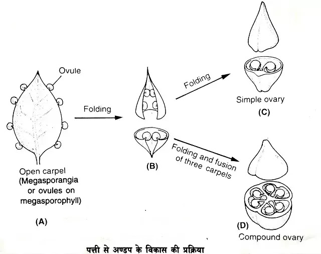 पुष्प का विकास (Development of Flower):उत्पत्ति, विकास, भाग|hindi