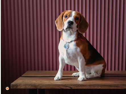 Harga Anjing Beagle (Dewasa & Anakan) dan Cara Memeliharanya Terbaru