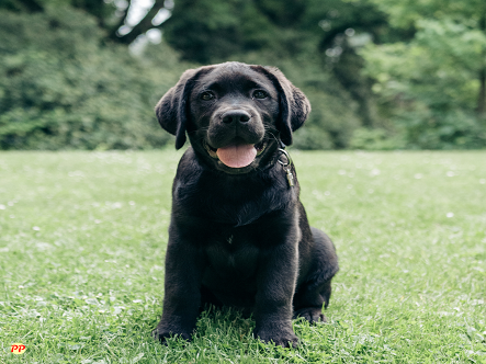 Update Harga Anjing Labrador Retriever Anakan dan Dewasa (Asli & Mix)