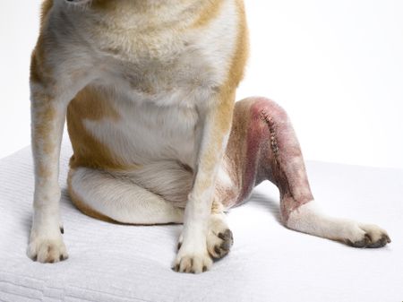 Torn ACL in Dogs: Where Is It Located, Common Symptoms and Possible Treatments