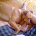 Remembering Kunig, My Original Maligcong Soul Dog (2008-2024)