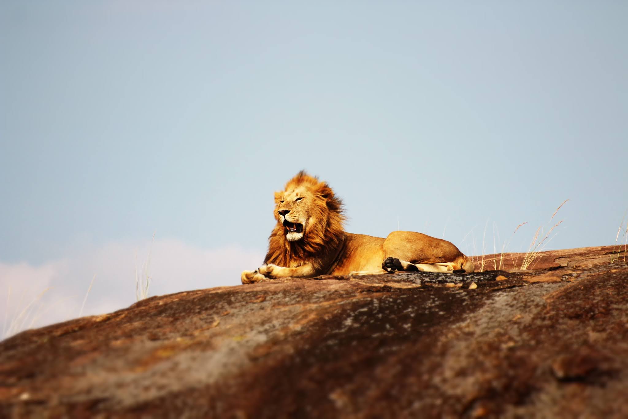 Lion: The King Of Animals
