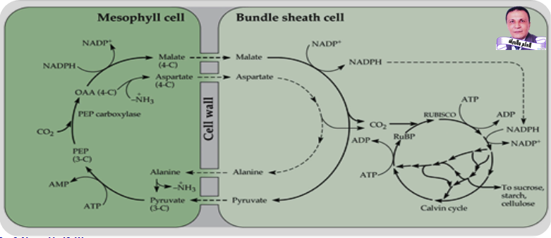 تثبيت وإختزال CO2 فى النباتات رباعية الكربون C4 Plants