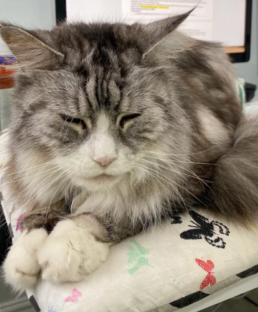 Rescued Maine Coon Winston needs a new home