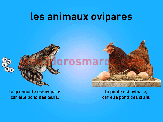 les animaux ovipares