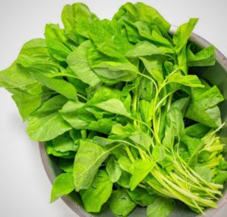 Green leafy spinach with large leaves is a very nutritious vegetable rich in nutrients.
