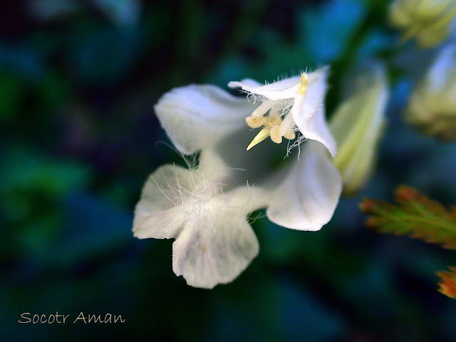 Meehania urticifolia