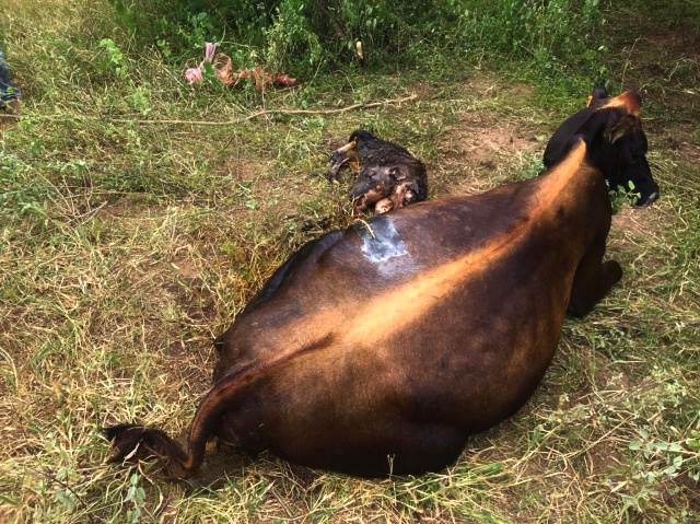 Vaca dá à luz a bezerro com duas cabeças em Pintadas