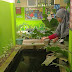 Kader Adiwiyata Memelihara Kolam Perikanan Sekolah