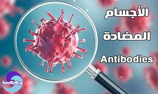 Antibodies