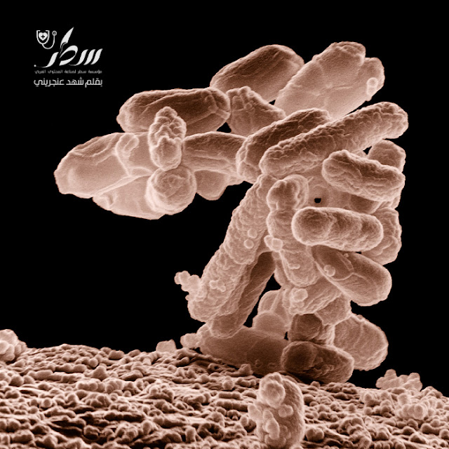 كيف تؤثّر الباكتيريا على أجسامنا ؟