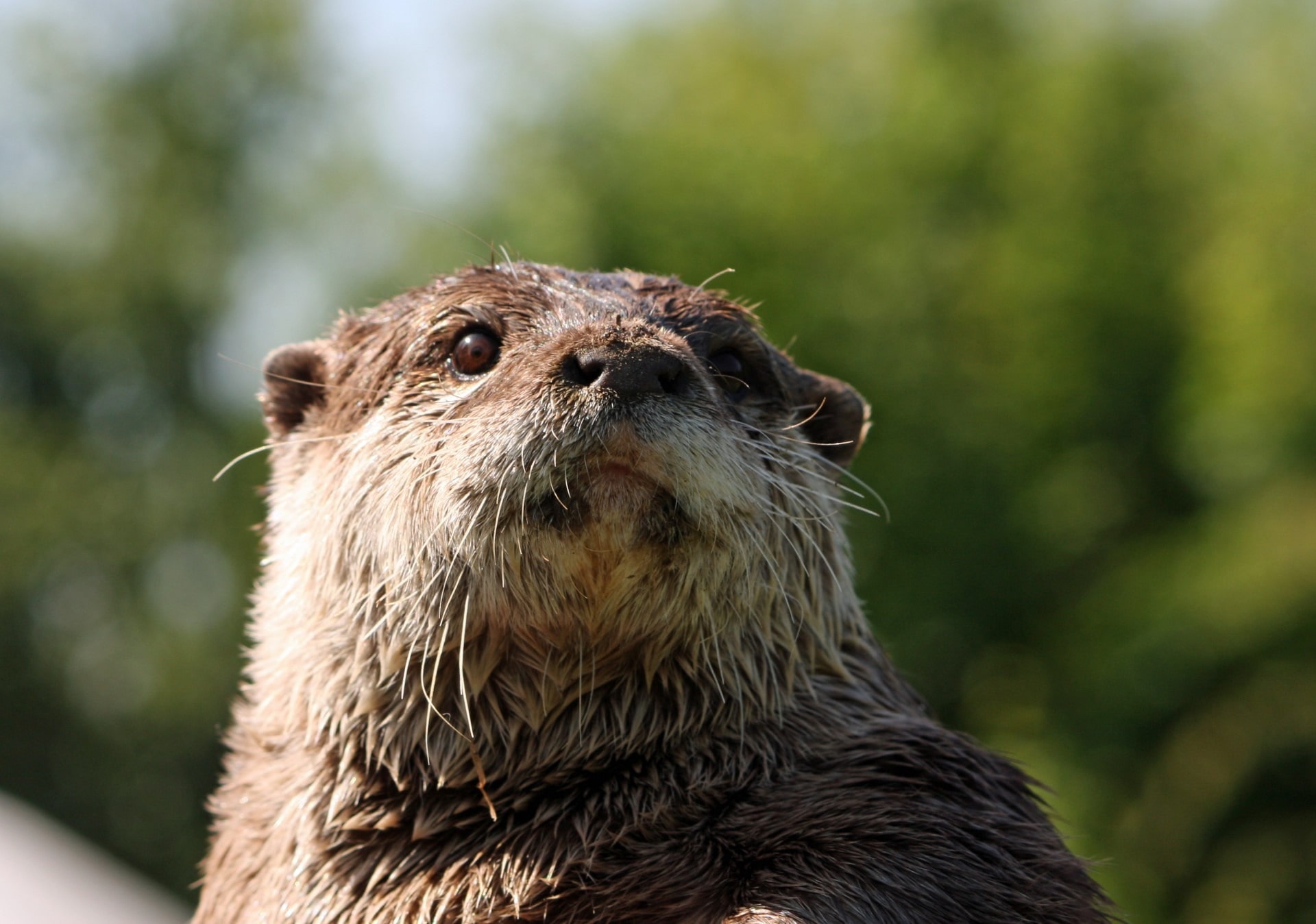 Otters: The "superheroes" of climate change