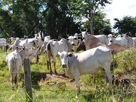 भारत भूमि पर गाय और बैलों की दुर्दशा‍ , plight of cows and oxen
