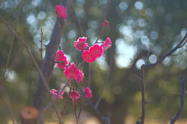 Domiplanで撮った梅の花