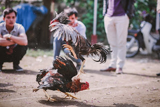 Prohibición pelea de gallos