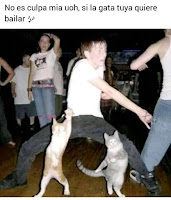 meme no es culpa mia si la gata tuya quiere bailar