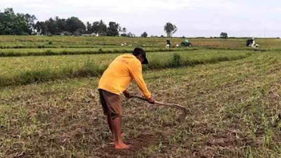 Bantuan dari Bukit Asam (PTBA) Tingkatkan Penghasilan Petani di Lampung.