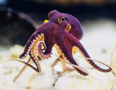 Cute purple octopus strolling along the ocean floor