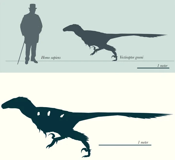 Tamaño relativo de Vectiraptor greeni (arriba) y posición de los elementos recuperados (abajo). Crédito de la imagen: Longrich et al., doi: 10.1016/j.cretres.2021.105123.